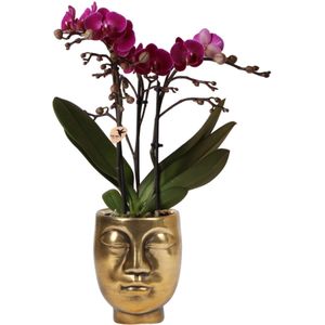 Paarse phalaenopsis orchidee - morelia - potmaat ø9cm paarse phalaenopsis orchidee - morelia + face to face sierpot goud -
