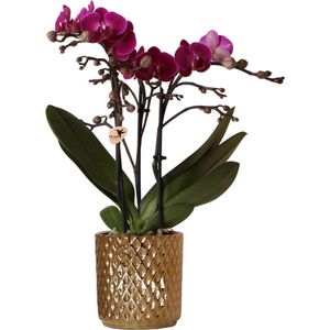 Paarse phalaenopsis orchidee - morelia - potmaat ø9cm - morelia + diamond sierpot goud -  - 35cm hoog