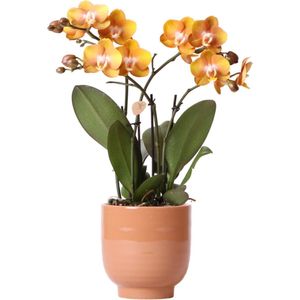 Phalaenopsis  Oranje  Orchidee Las Vegas in Cognac Glazed Pot -↕35cm -Ø12