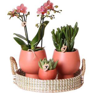 Kolibri Company - Gift Set Scandic Terracotta - Plantenset - Oranje Phalaenopsis Orchidee en Succulenten - Keramieken Sierpotten