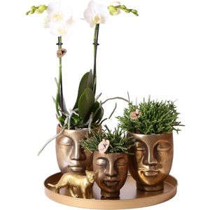 Kolibri orchids | witte phalaenopsis orchidee - amabilis - potmaat ø9cm | bloeiende kamerplant - vers van de kweker kolibri company | gift set face-2-face gold | groene planten set met witte phalaenopsis orchidee en rhipsalis incl. Keramieken sierpotten &