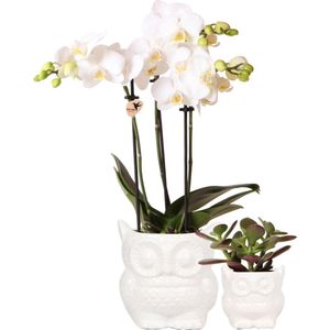 Planten set Owl white | Set met witte Phalaenopsis Orchidee Ø9cm en groene plant Succulent Ø6cm | incl. keramieken sierpotten