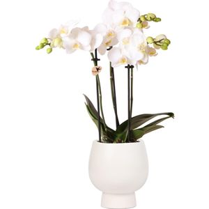 Orchidee in Scandic wit | Orchidee