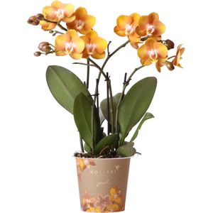 Kolibri Orchids | Oranje gouden Phalaenopsis orchidee - Jewel Las Vegas - potmaat Ø12cm - 40cm hoog | bloeiende kamerplant – vers van de kweker
