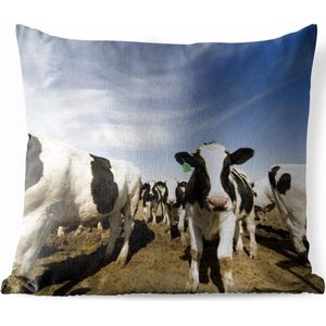 Sierkussen Friese koe voor buiten - Een grote kudde Friese koeien - 50x50 cm - vierkant weerbestendig tuinkussen / tuinmeubelkussen van polyester