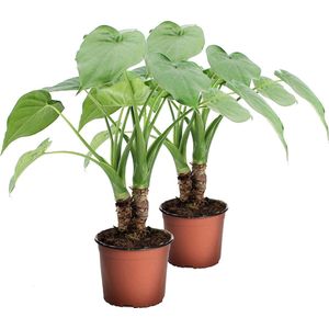 Alocasia Cucullata op stam ↨ 40cm - 2 stuks - hoge kwaliteit planten