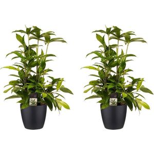 Decorum Duo 2x Dracaena Surculosa met Elho brussels living black