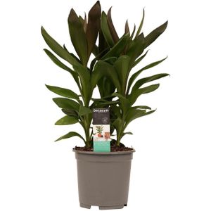 Cordyline Glauca ↨ 60cm - hoge kwaliteit planten