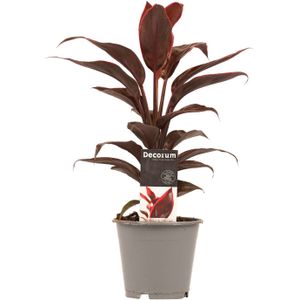 Cordyline Mambo ↨ 40cm - hoge kwaliteit planten