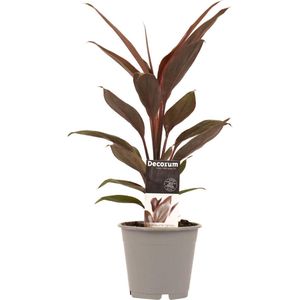 Cordyline Tango ↨ 40cm - hoge kwaliteit planten
