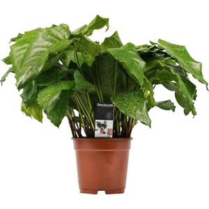 Calathea Network ↨ 50cm - hoge kwaliteit planten