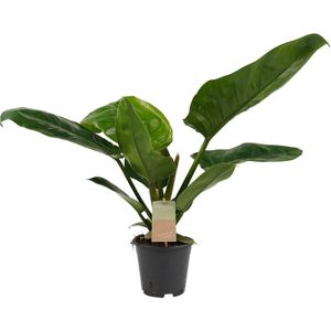 Philodendron Imperial Green Feel Green ↨ 45cm - hoge kwaliteit planten