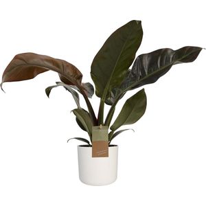Philodendron Imperial Red Feel Green met Elho B.for soft white ↨ 45cm - hoge kwaliteit planten
