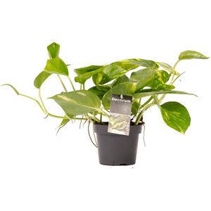 Scindapsus Aureum ↨ 15cm - hoge kwaliteit planten