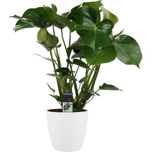 Gatenplant in witte Elho Brussels pot - 70cm