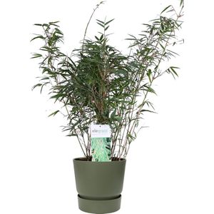 ‘Fargesia Rufa’ (Bamboe) in ELHO outdoor sierpot Greenville (groen) ↨ 80cm - hoge kwaliteit planten