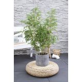 ‘Fargesia Rufa’ (Bamboe) in ELHO outdoor sierpot Greenville (wit) ↨ 80cm - hoge kwaliteit planten