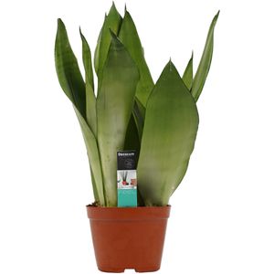 Sansevieria Moonshine ↨ 50cm - hoge kwaliteit planten
