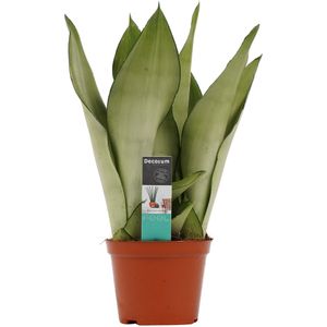 Sansevieria Moonshine ↨ 30cm - hoge kwaliteit planten