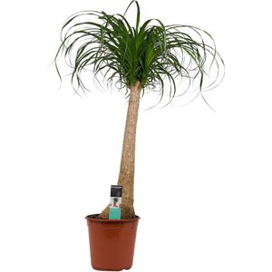 Beaucarnea Recht ↨ 90cm - hoge kwaliteit planten