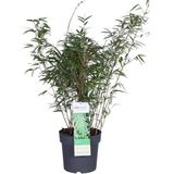 ‘Fargesia Rufa’ (Bamboe) ↨ 80cm - hoge kwaliteit planten