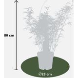 ‘Fargesia Rufa’ (Bamboe) ↨ 80cm - hoge kwaliteit planten