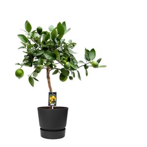 Citrus Lime in ELHO outdoor sierpot Greenville Rond (zwart) ↨ 80cm - hoge kwaliteit planten