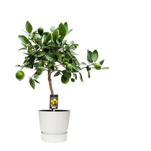 Citrus Lime in ELHO outdoor sierpot Greenville Rond (wit) ↨ 80cm - hoge kwaliteit planten