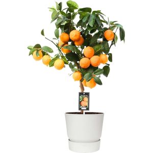 Citrus Red Lime op stam in ELHO outdoor sierpot Greenville Rond (wit) ↨ 80cm - hoge kwaliteit planten
