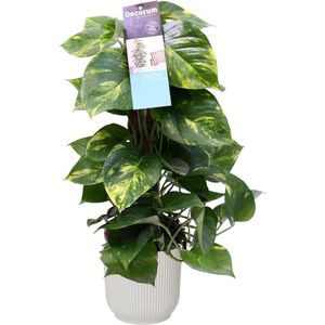 Scindapsus Mosstok 50 cm in ELHO Vibes Fold Rond (zijdewit) ↨ 50cm - hoge kwaliteit planten