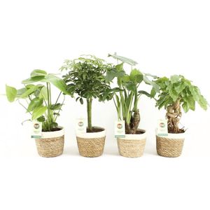 Tropic Mix in Noah Korb ↨ 30cm - 4 stuks - hoge kwaliteit planten
