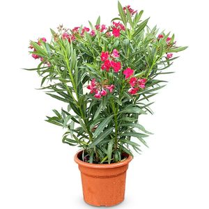 Sunny Tree - Plant - Oleander- Nerium Oleander - Hoogte 100 cm - Kleur Rood - Buitenplant