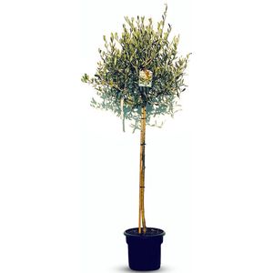 Olijfboom op stam 160 centimeter hoog - groenblijvende olijfboom - winterhard tot -18, A+ Olea europea