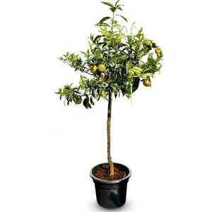 Sunny Tree -Mandarijnboom - Boom - Citrus Reticulata - 150 cm - Fruitboom - 8 jaar oude boom