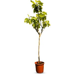 Sunny Tree - Vijgenboom - Boom - Ficus Carica - Zoete eetbare Vijg - 160 cm - Winterhard tot -18