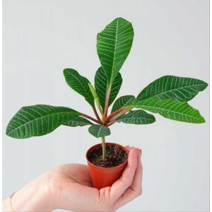 Euphorbia Leuconeura zaden - (5 stuks) - Jewel of Madagascar - Unieke plant soort