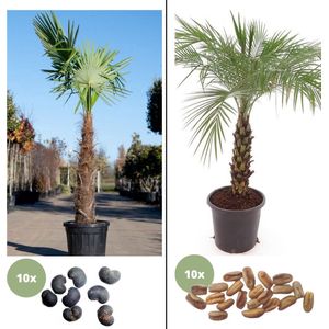 Palmboom zaden kit - Trachycarpus fortunei - Chinese Waaierpalm & Phoenix Roebelenii - Dwergdadelpalm
