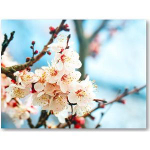 Abrikozenboom met prachtig gekleurde bloemen - 40x30 Canvas Liggend - Natuur - Bloemen