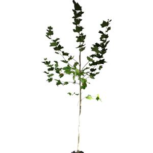 Gewone plataan - Platanus hispanica | Omtrek: 6-10 cm | Hoogte: 250 cm