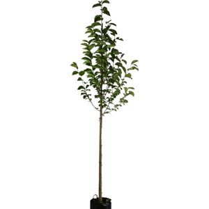 Beverboom - Magnolia kobus | Omtrek: 6-10 cm | Hoogte: 250 cm