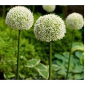 5 X ALLIUM / SIERUI WHITE GIANT. MAAT 24 + Nieuwe Oogst 20023