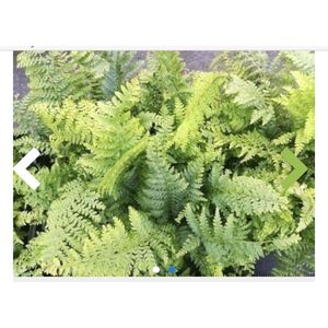 6 x Polystichum setiferum 'Proliferum' - ZACHTE NAALDVAREN 'PROLIFERUM', BROEDVAREN , AUSTRALISCHE BROEDVAREN, - pot 9 x 9 cm