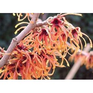 Hamamelis intermedia 'Feuerzauber' - Toverhazelaar 40-60 cm pot winterbloeier