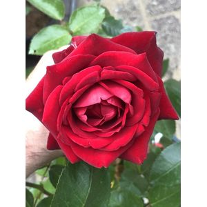 Rosa 'Ingrid Bergman' - Roos in pot
