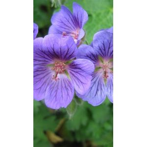 6 x Geranium 'Blue Blood' - Ooievaarsbek in pot 9 x 9 cm