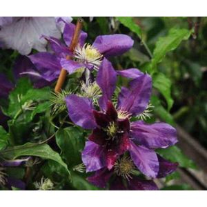 1 x Clematis 'The Vagabond' - BOSRANK - 50-60 cm in pot