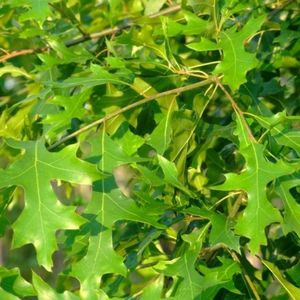Lei-moeraseik - Quercus Palustris | Omtrek: 10-14 cm | Hoogte: 340 cm