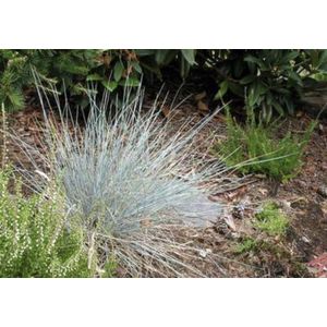 6 x Festuca glauca 'Uchte' - BLAUW ZWENKGRAS , BLAUW SCHAPENGRAS - pot 9 x 9 cm