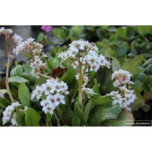 6 x Bergenia 'Bressingham White' - Schoenlappersplant pot 9x9cm