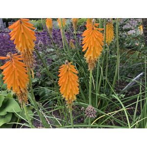 4 x Kniphofia 'Mango Popsicle’ - Vuurpijl pot 9x9cm